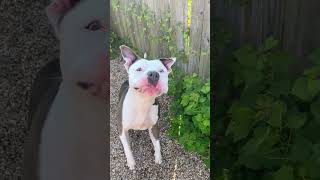 Meet Nino Underdog A Terrier, American Pit Bull Currently Available For Adoption 8192025 7061