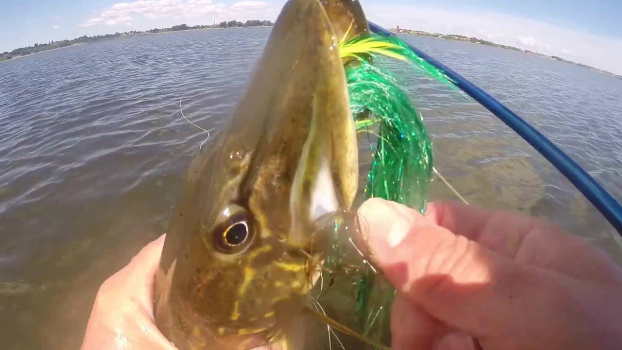 Pike Flyfishing - Stege - Møn - Denmark