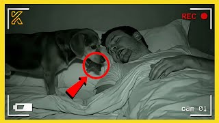 🤣🐾 Secret Life of Pets Caught on Camera 🚨🤣 Funniest Dogs Videos