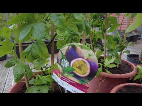 Chili und Kräuter auf dem Balkon: So planst du den Topfgarten