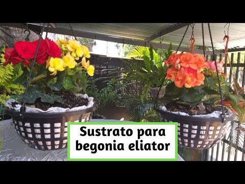 Video: Suelo Para Begonias: ¿qué Terreno Se Necesita Para Plantar Y Trasplantar Begonias De Interior? ¿Cuál Es La Composición Del Suelo Como Begonias?