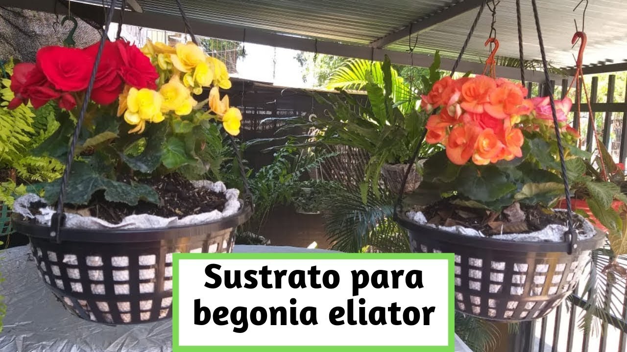 Sustrato begonia eliator/ Liliana Muñoz