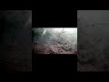 Podwodny pokaz za szybą-Drapieżniki w akcji#shorts #short #wędkarstwo #szczupak #pike #underwater