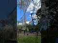Despawning a tree