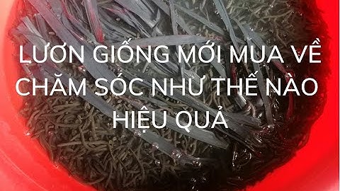CHIA SẼ CÁCH CHĂM SÓC LƯƠN GIỐNG MỚI MUA VỀ