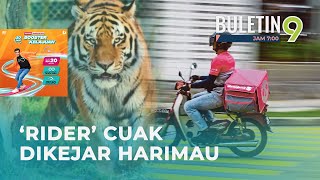 Penghantar Makanan Nyaris Diserang Harimau