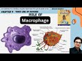 Role of Macrophages in Immune System | 3rd Line of Defence