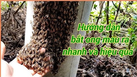 Hướng dẫn cách bắt ong trong cột điện nhanh và hiệu quả- Dấu nhận biết ong chúa ra