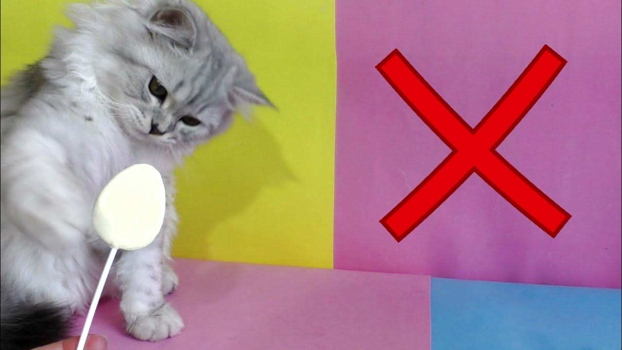 Смешные котята. Симпл димпл поп ит сквиш текст. Котик за компьютером. Песня поп ит котэ. Попить налили мем кот.