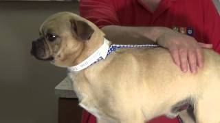 D293 Doug