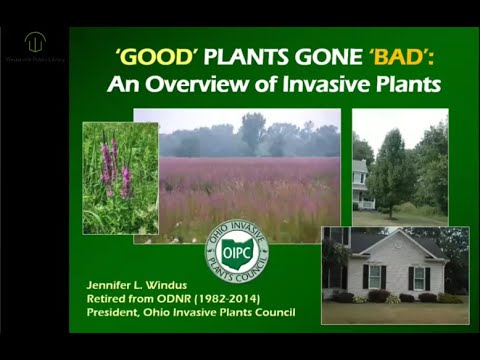 Video: Kad labie augi kļūst slikti: ko darīt, ja augi kļūst invazīvi