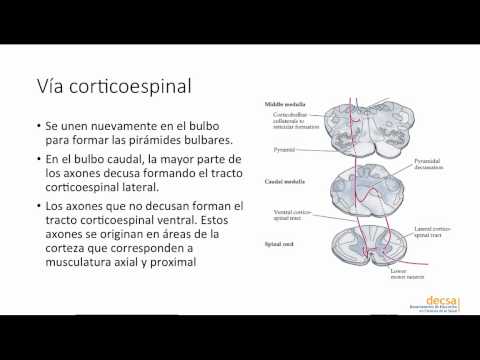 Vídeo: La Reducción In Vivo De La Facilitación Aferente Inducida Por La Estimulación Eléctrica De Baja Frecuencia De La Corteza Motora Es Antagonizada Por La Estimulación Catódica De Corr