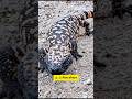 👉 “This lizard can hunt animals bigger than itself 😳 | Top 7 Powerful Lizards 🦎🔥”