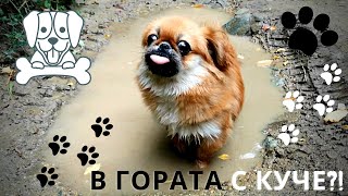 КУЧЕТО МИ ПРЕВЪРТЯ ОТ КЕФ / MY DOG GOES CRAZY OF HAPPINESS