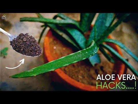 The Ultimate Guide on Aloe Vera Plant Care in Winters..!