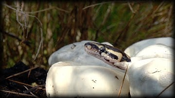 Pythons Hatching 01 Narration