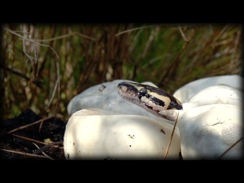 Pythons Hatching 01 Narration