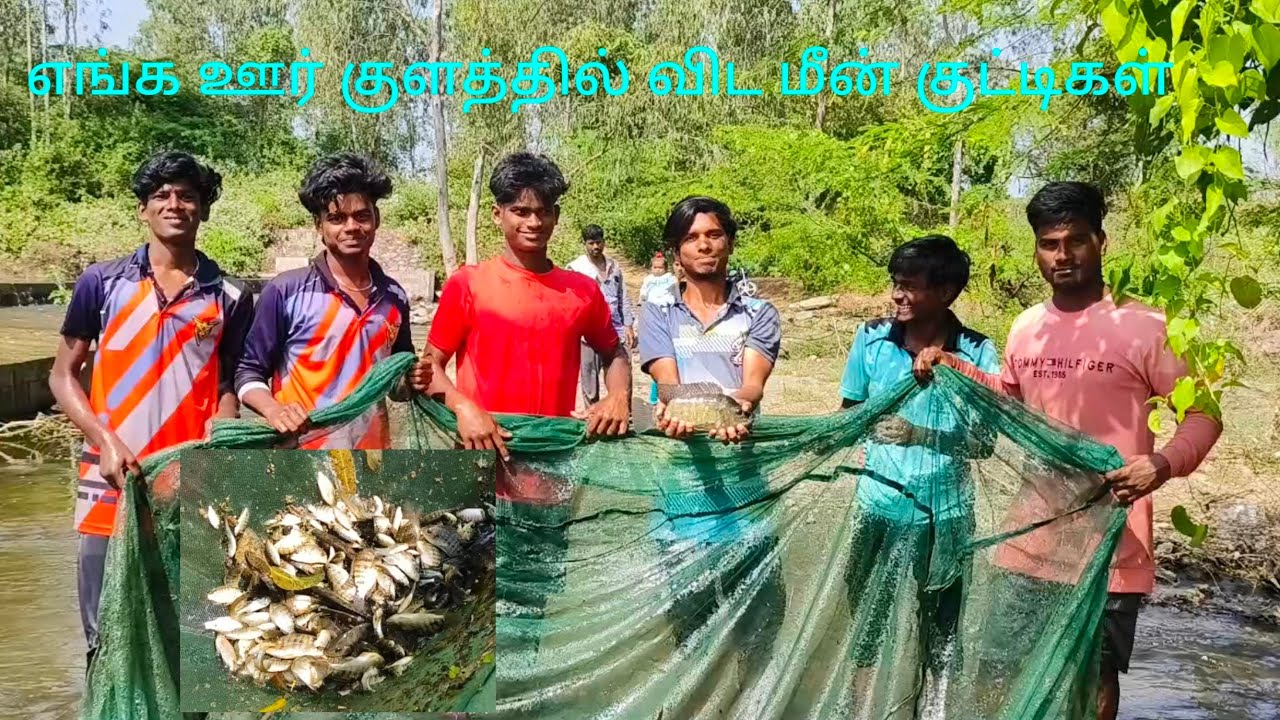 எங்க ஊர் குளத்தில் விட பிடித்த மீன் குட்டிகள் 🐠🐠🐟🐟