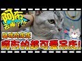 【Bonnie】阿布在哪裡?! - 貓咪的床床│阿布的組合式吊床組 ! ! 來看看這吊床倒底撐不撐的住 ? !