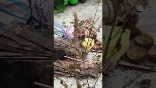 Chia Seed Harvest #gardening #youtube #trending #farming #viral #india #follow #farmer #subscribe