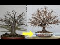 How to make bonsai   bonsai shinshi