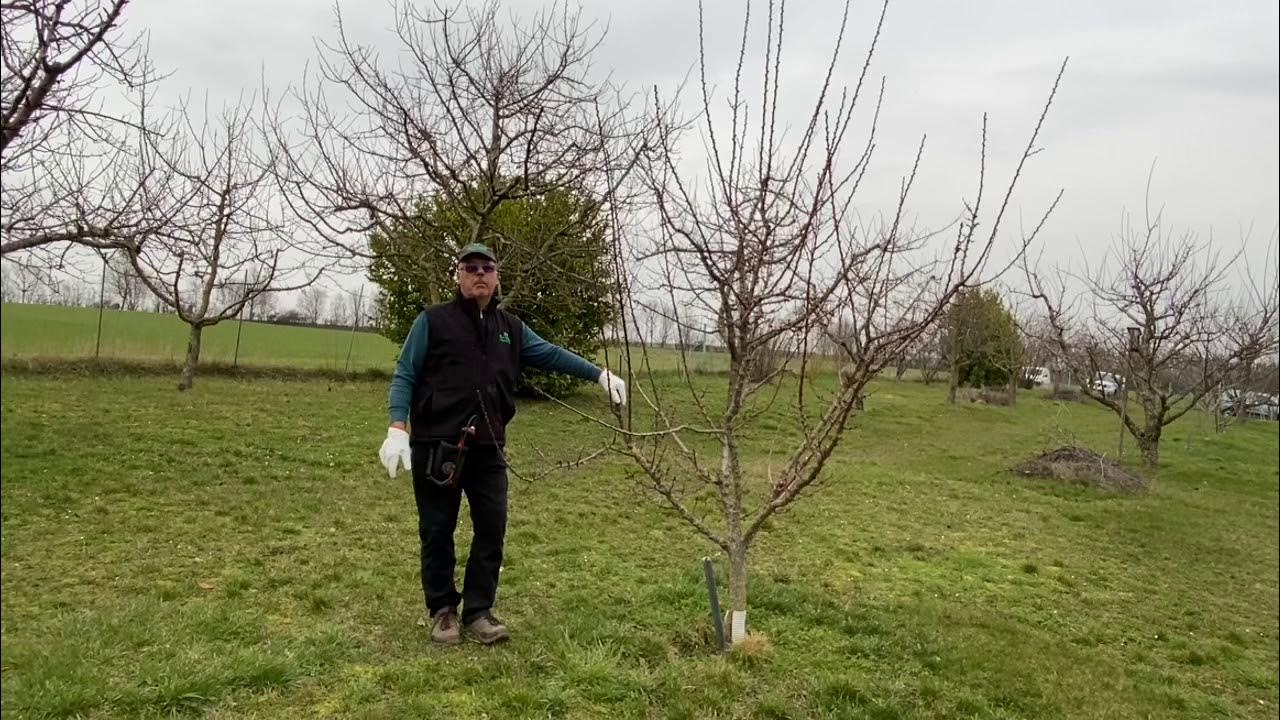 Abricotier bassetige taille d’hiver mars 2021 Grassendorf Association Fruitière de Haguenau et