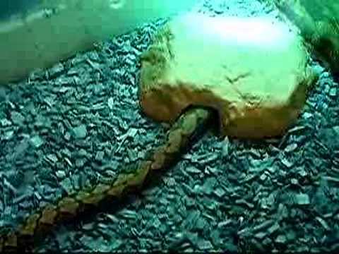 my reticulated python