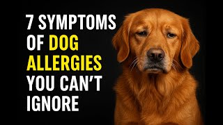 7 Symptoms of Dog Allergies You Can’t Ignore – Vet Advice
