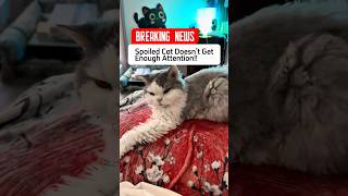 Breaking News! Spoiled Cat Still Waiting For Attention!!