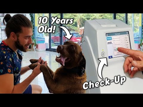 10 Yaşındaki Köpek Check-Up Oluyor! ( Sonuçları Nasıl Çıktı? )