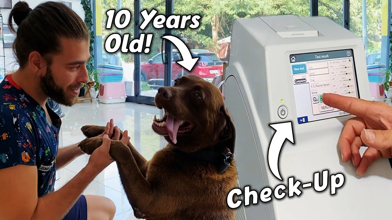 10-летняя собака проходит обследование!