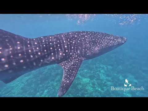 27.10.25  - Whale Sharks Diving. Dives at Kudarah Thila, Lux Beyru & Dhigurah Beyru Maldives
