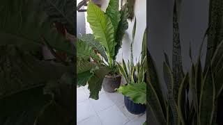 ini Anthurium