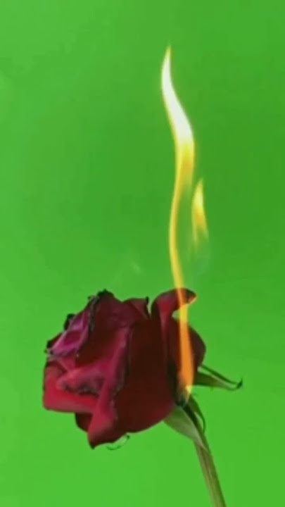 Download lagu Green screen bunga mawar terbakar#shorts