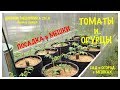 Посадка в МЕШКИ ТОМАТОВ и ОГУРЦОВ. Дневник МЕШОЧНИКА 2019. Запись N 5. Growing vegetables in BAGS.