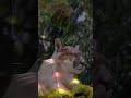 Cougar Spirit Animal