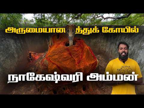 😱 காஞ்சிபுரத்தில் அதிசய புற்று , புற்றுக்குள் இருக்கும் நாகம் | நாகேஸ்வரி அம்மன் கோயில், Kanchipuram
