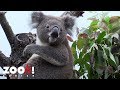 Ankunft der Koalas im Zoo Zürich