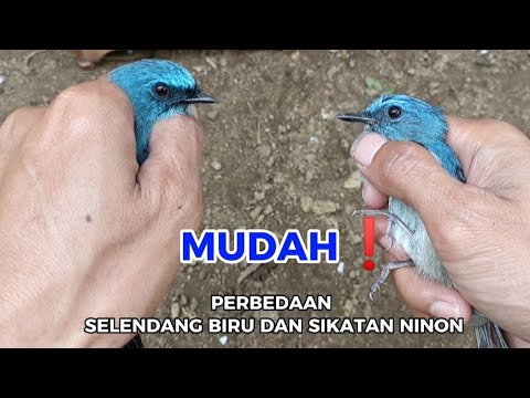 Makanan Burung Sikatan Ninon: Panduan Lengkap untuk Merawat dan Memelihara Burung Kesayangan Anda