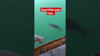 #lujandecuyo #mendoza #argentinafanskerala Argentina #pescador #pescar