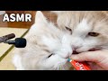 【ASMR】ごはんを食べる子猫たち【ぽしゃっけ】