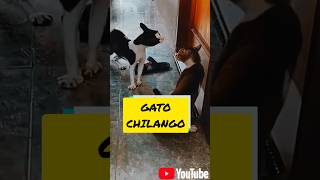 ¡GATO MAS CHILANGO QUE LAS QUESADILLAS SIN QUESO! 😹