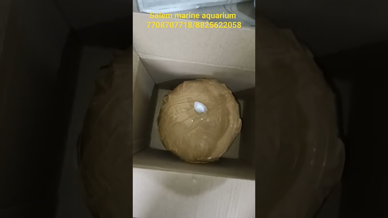 yellow foxface fish 🐠 transport to chengalpattu 