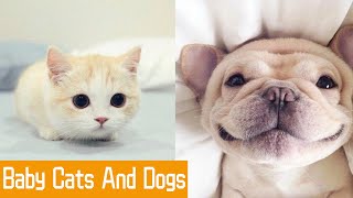 ♥ Baby Cats And Dogs ♥ Cute And Funny Animals Video Compilation
