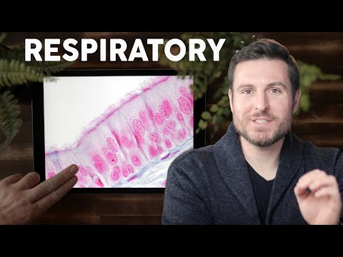 Respiratory (Lung) Histology Explained for Beginners | Corporis