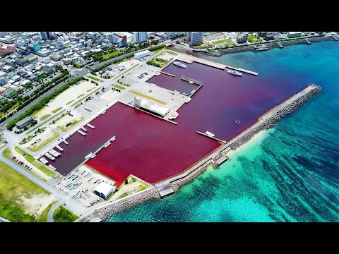 緊急事態発生 沖縄の海が真っ赤に染まった理由を調査せよ