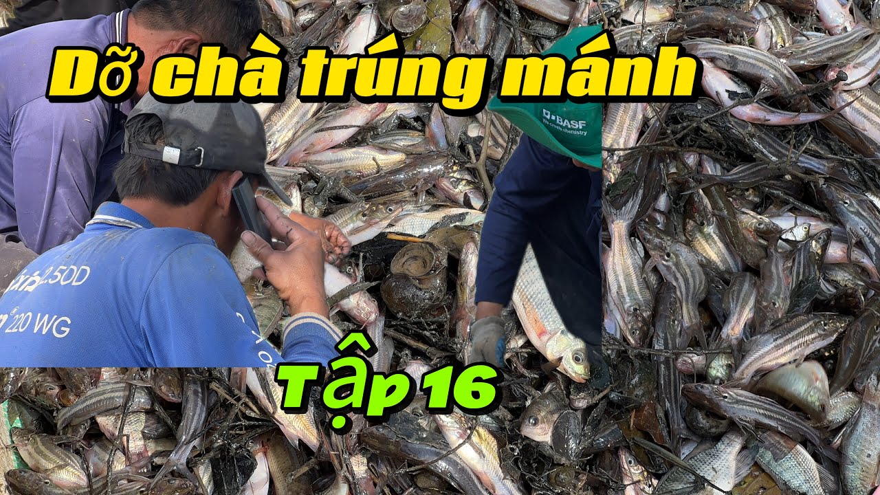 Tập 16 - Dở chà trúng mánh gần 200kg cá chốt 