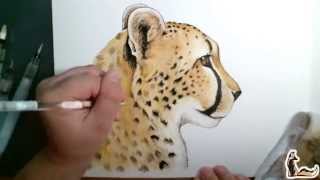 Cheetah Watercolor & Ink Speed Paint by Silver Cross Fox 5,624 views 8 years ago 3 minutes, 58 seconds