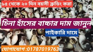 চিনা হাঁসের বাচ্চা দাম ২০২৫।রাজহাঁস #চিনা #চিনাহাঁসেরবাচ্চা #চিনাহাঁস #হাঁস
