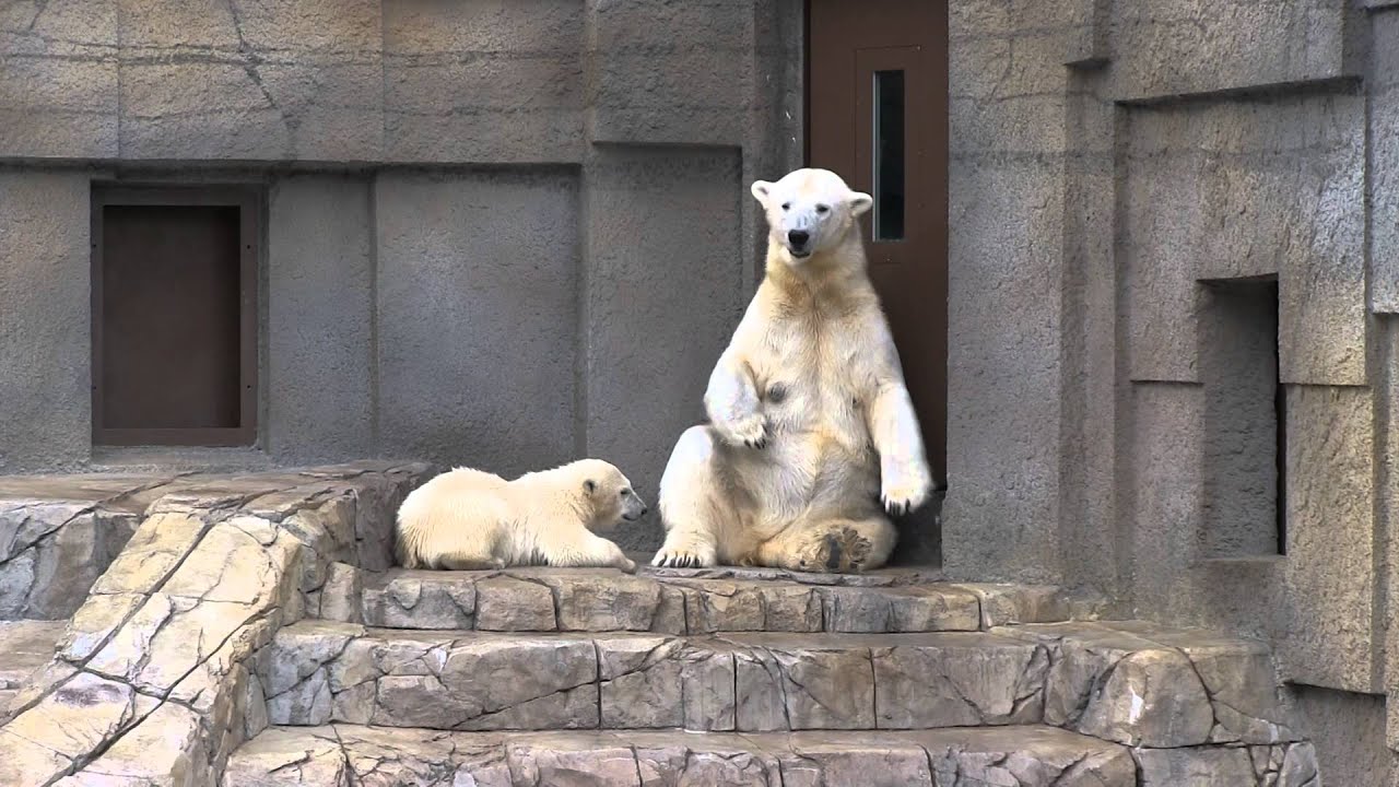 電気柵に触れてしまい　驚いてモートに落下してしまったホッキョクグマ　ララの赤ちゃん